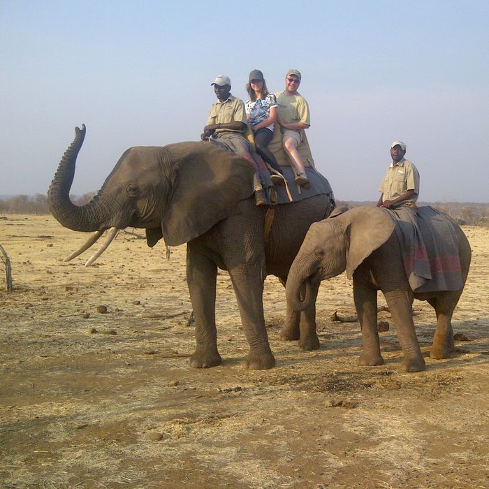 Interaction éléphants