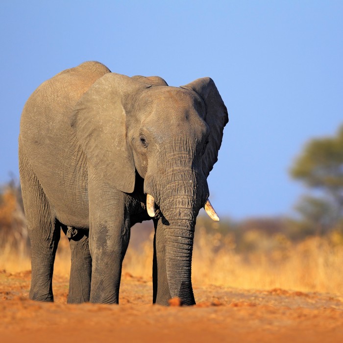 Combiné Botswana - Zimbabwe : safari terres sauvages