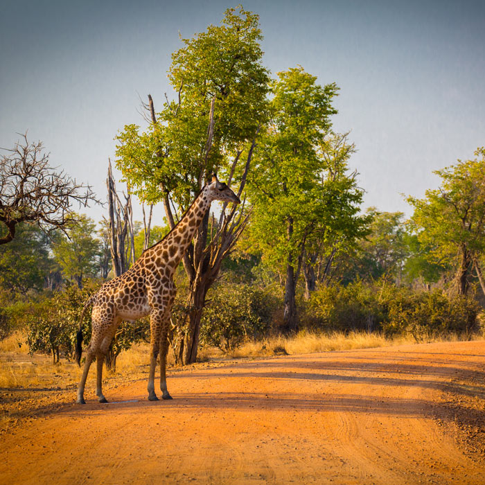 Des Chutes Victoria au parc national Kruger